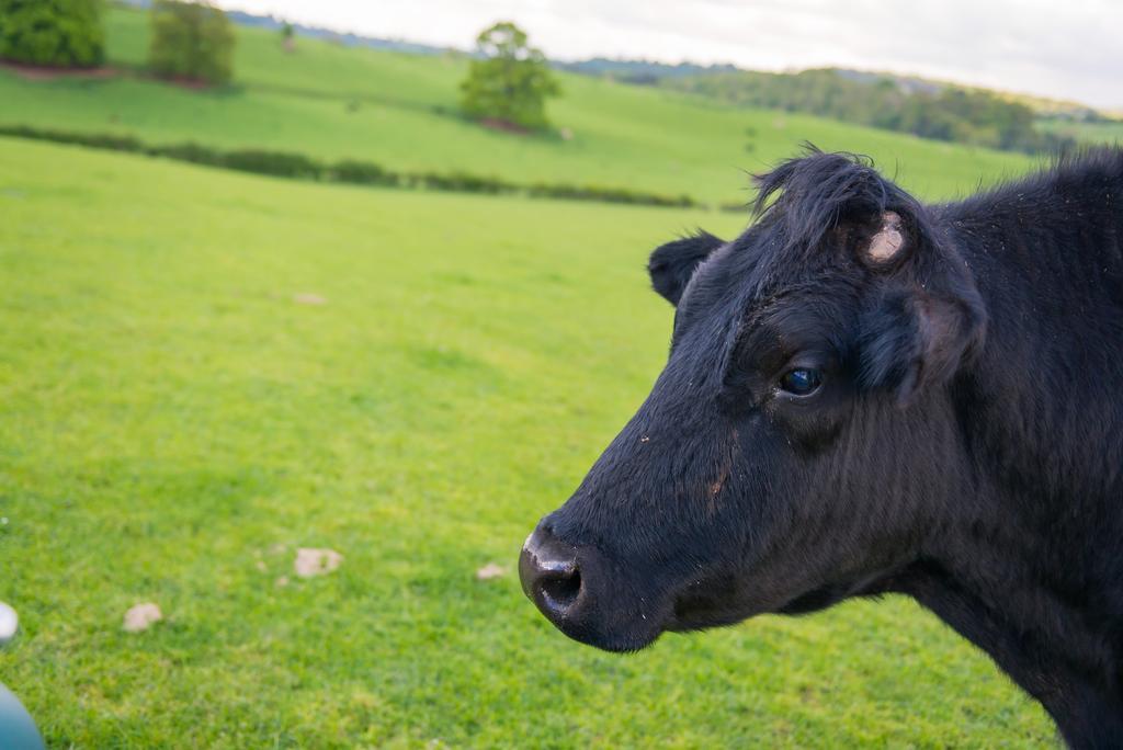 Huntlands Farm Bed & Breakfast Bromyard Luaran gambar